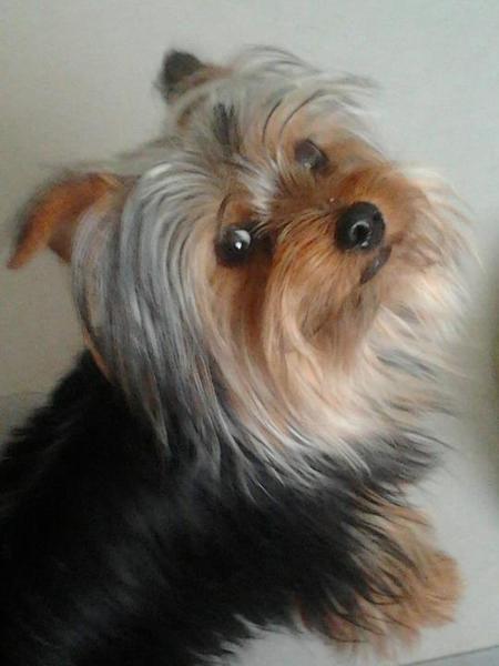 Yorkshire Terrier