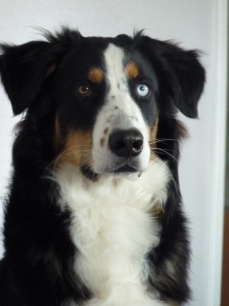 Shado
