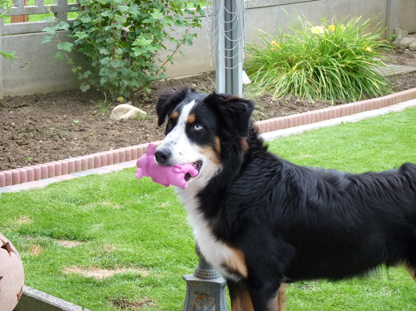 Shado & zijn varkentje!
