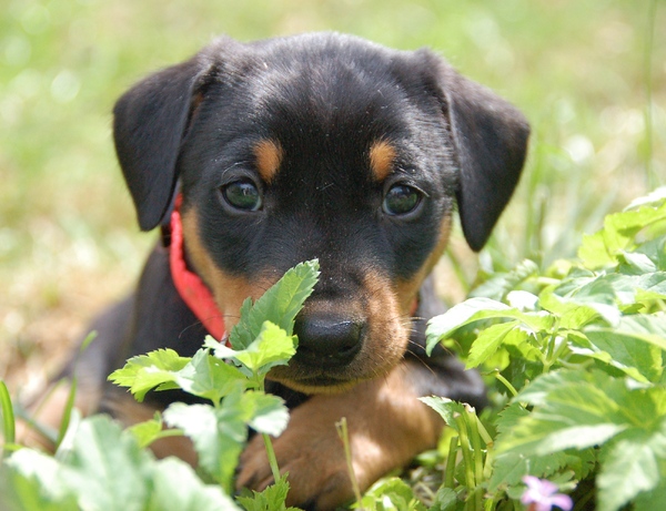 6 weken oud en dan al zo goed voor de camera!!