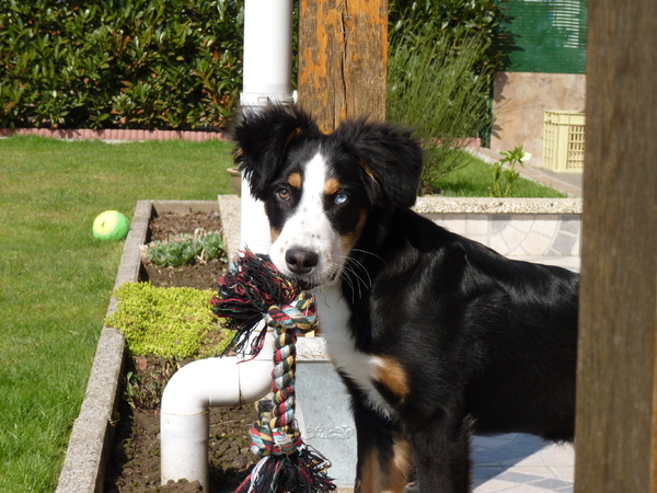 Shado, 7 maanden oud