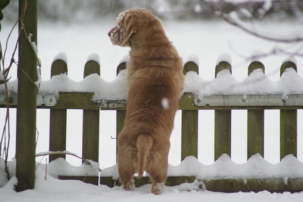 Basset Fauve de Bretagne