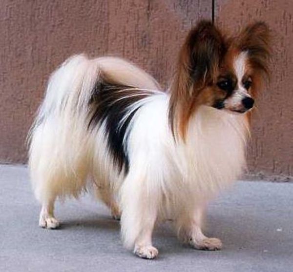 Epagneul Nain Continental, Papillon