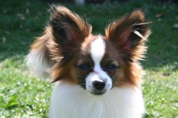 Epagneul Nain Continental, Papillon