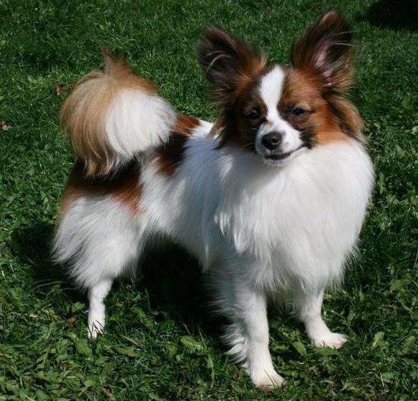 Epagneul Nain Continental, Papillon