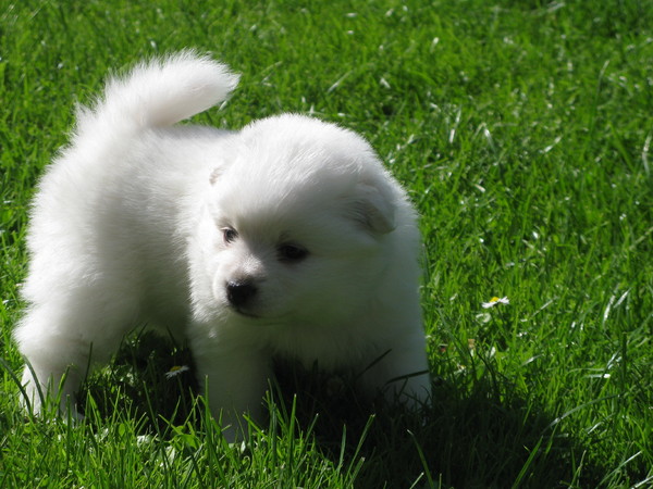 Ons zonnestraaltje Diva