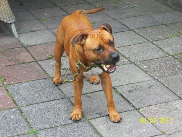 Spyro iets ouder dan 1 jaar