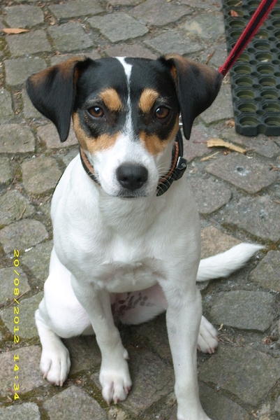 Parson Russell Terriër