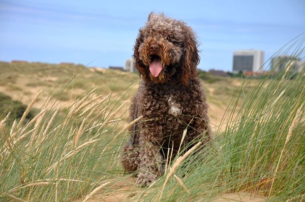 Bolle, onze koningin van de duinen