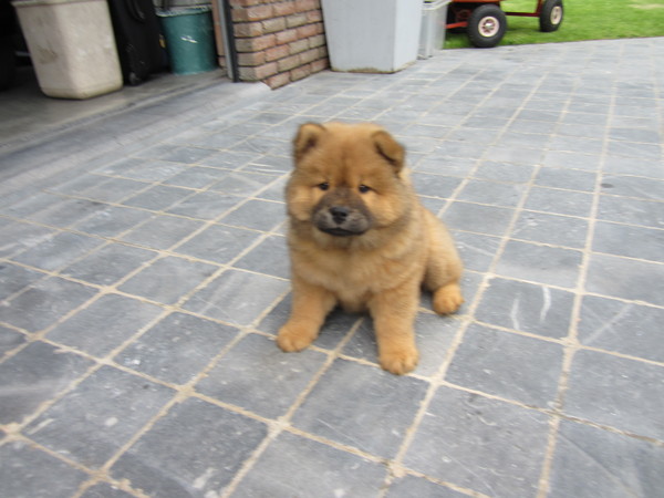 Chow chow