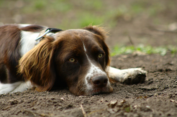 Drentsche Patrijshond