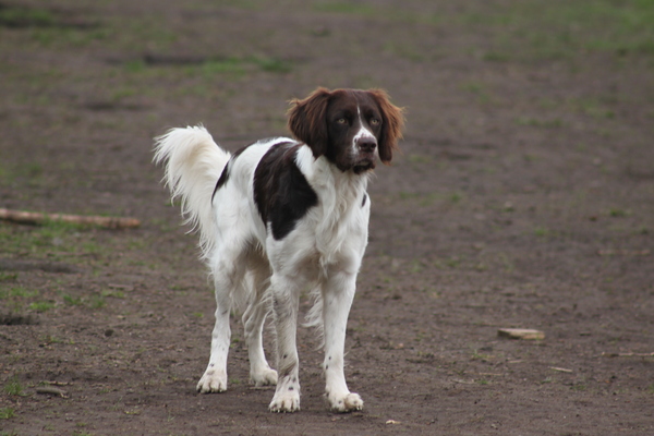 Drentsche Patrijshond