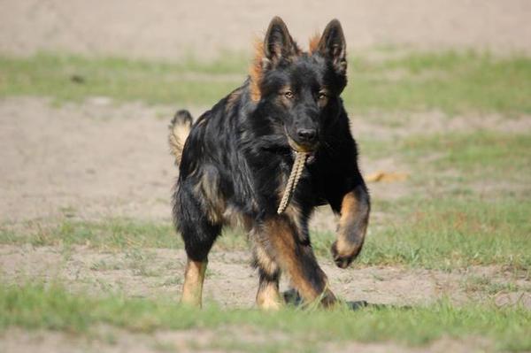 Oud Duitse Herdershond