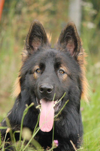 Oud Duitse Herdershond