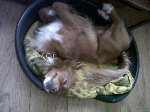 Toby in een diepe slaap..