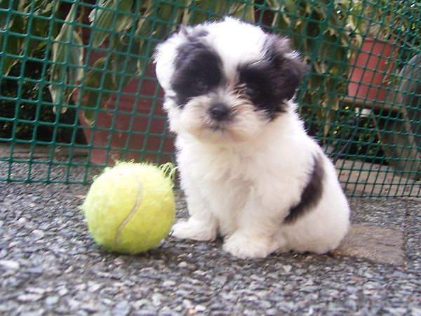 Fleurtje 8 weken oud