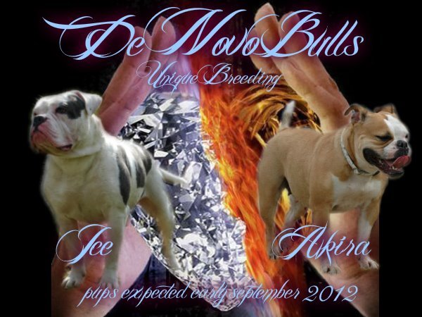 DeNovoBulls