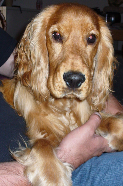 Engelse Cocker Spaniel