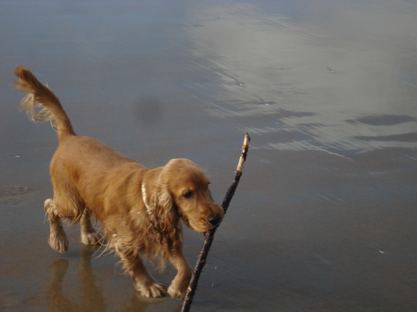 Engelse Cocker Spaniel