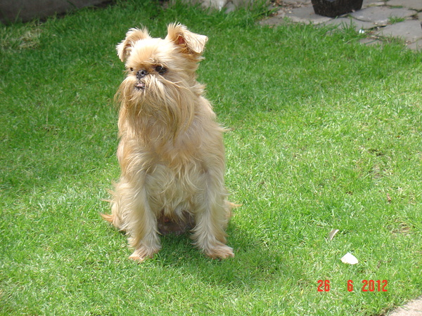 Griffon Bruxellois