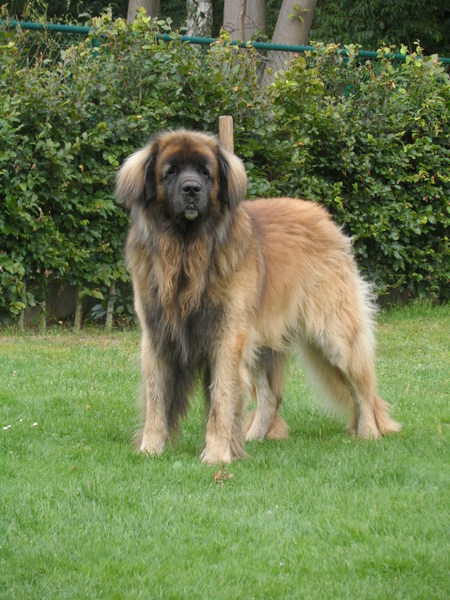 Leonberger