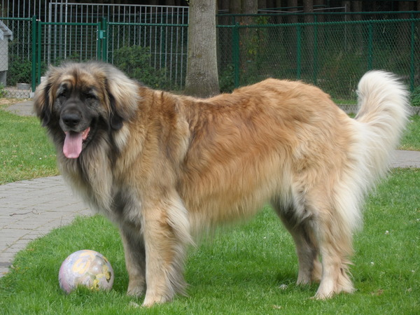 Leonberger