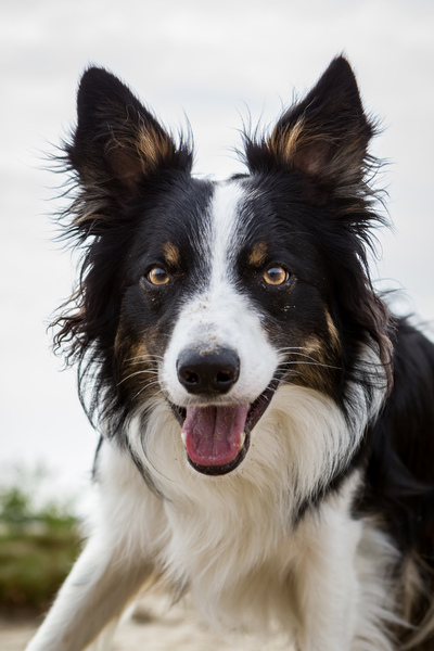 Border Collie