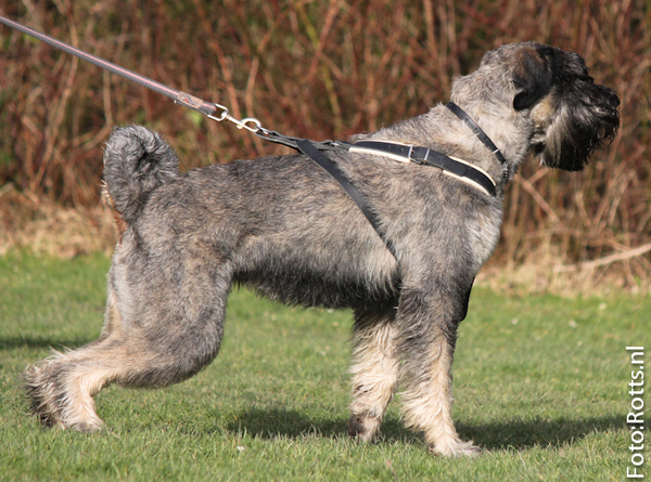 Riesenschnauzer, peper en zout