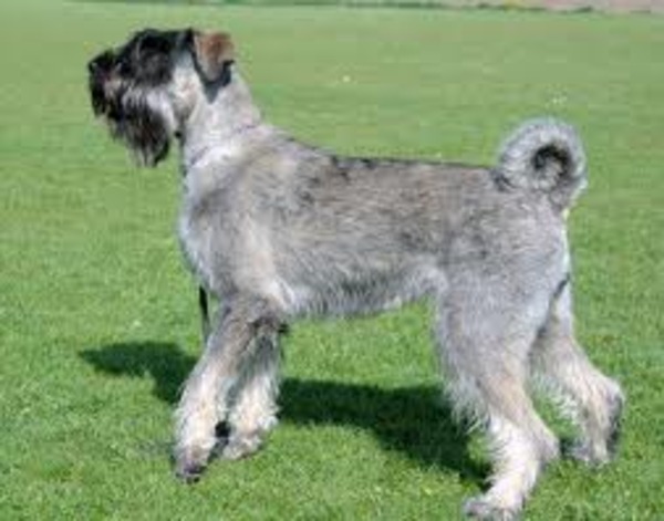 Riesenschnauzer, peper en zout