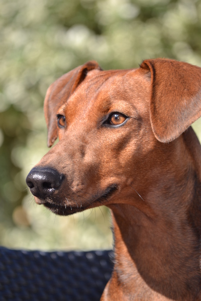 Duitse Pinscher