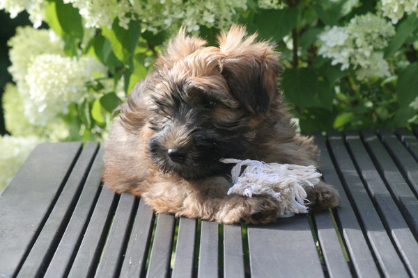 Irish Softcoated Wheaten Terriër