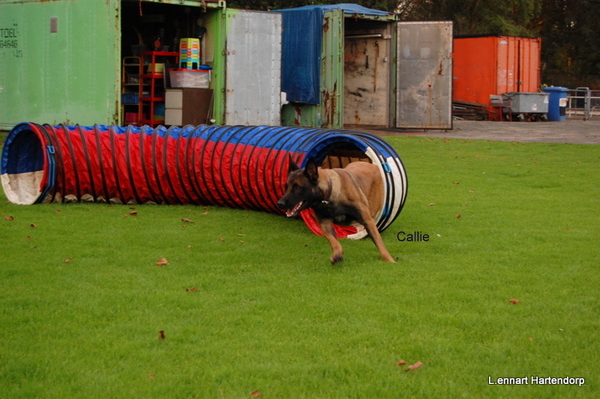 Kennel Van Goeden Huize