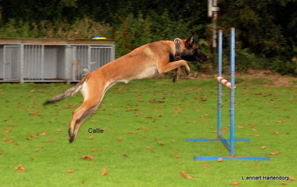 Kennel Van Goeden Huize