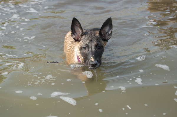 Kennel Van Goeden Huize