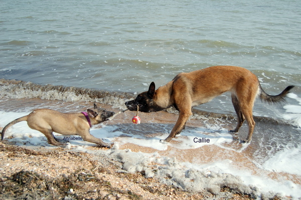 Kennel Van Goeden Huize