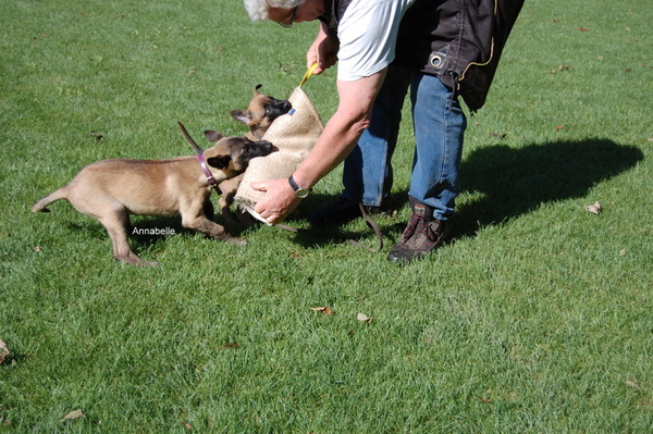 Kennel Van Goeden Huize