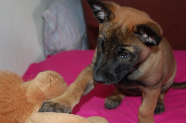 Kennel Van Goeden Huize