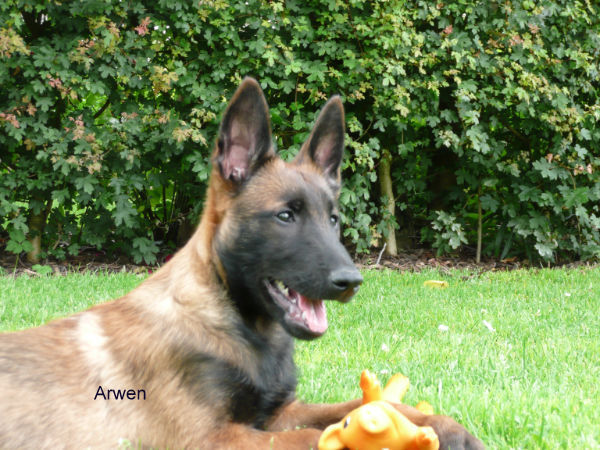 Kennel Van Goeden Huize
