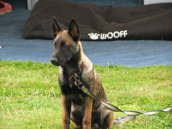 Kennel Van Goeden Huize