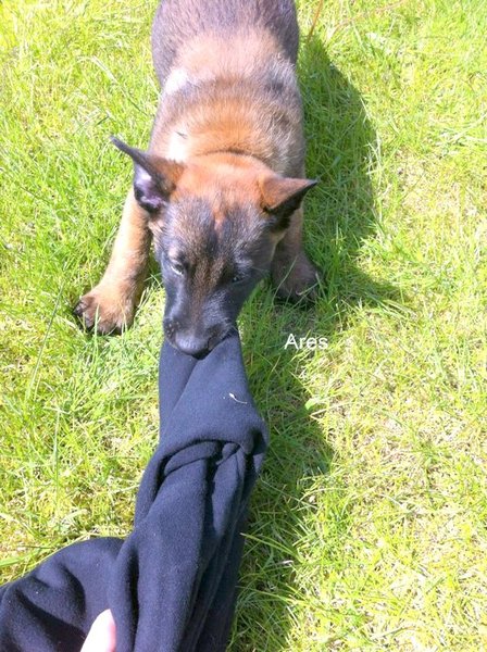 Kennel Van Goeden Huize