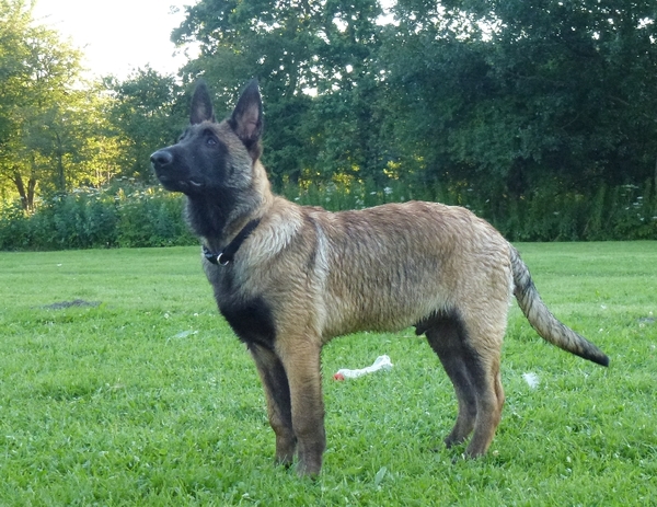 Kennel Van Goeden Huize