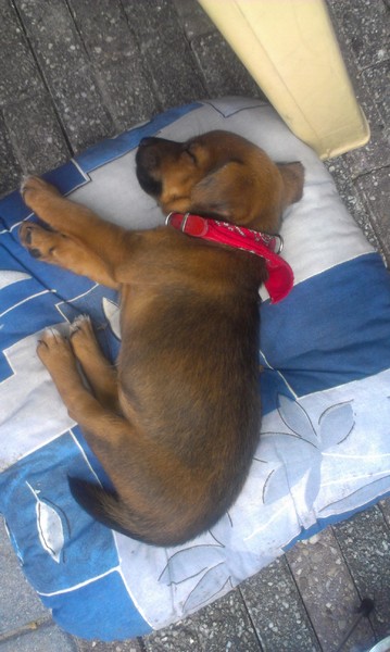 Jack Russell Terrier