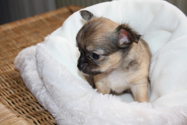 chikechihuahua