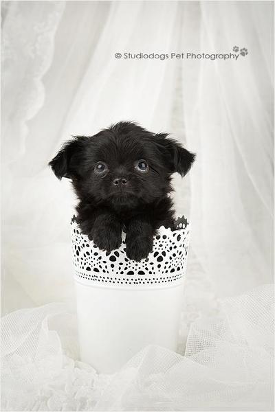 chikechihuahua