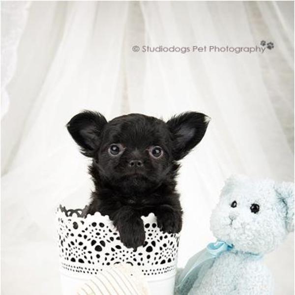 chikechihuahua