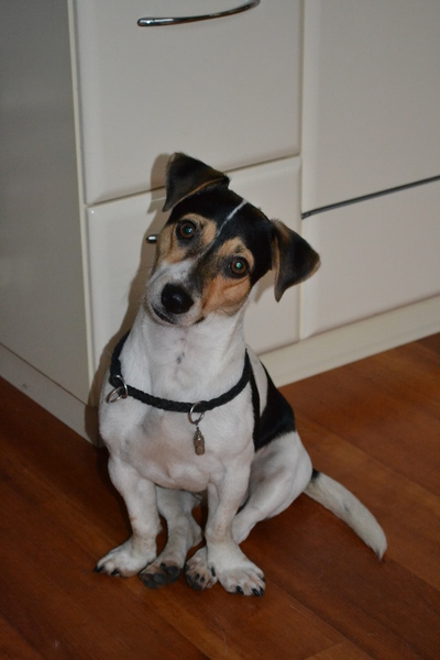 Jack Russell Terrier