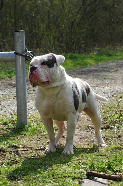 DeNovoBulls
