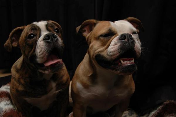DeNovoBulls