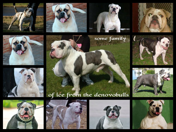 DeNovoBulls