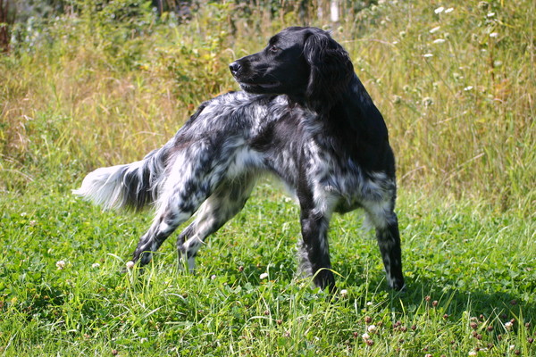 Münsterlander, Grote